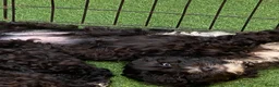 Shihpoo dogs for sale: Health Tested,READY TO GO - Advert 8
