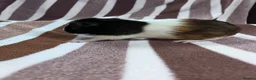 Guinea Pig rodents for sale: Young Boar guinea pigs  - Advert 10