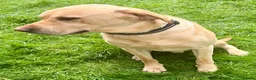 Labrador Retriever dogs for stud: Proven at stud - Advert 3