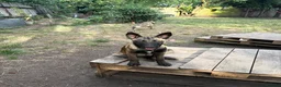 Belgian Shepherd Dog dogs for sale: Belgian malnois sheperad - Advert 3