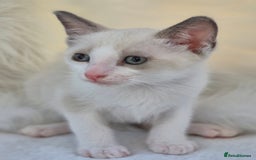 Snowshoe cats for sale: Stunning pedigree blue point Snowshoe kittens  - Image 15