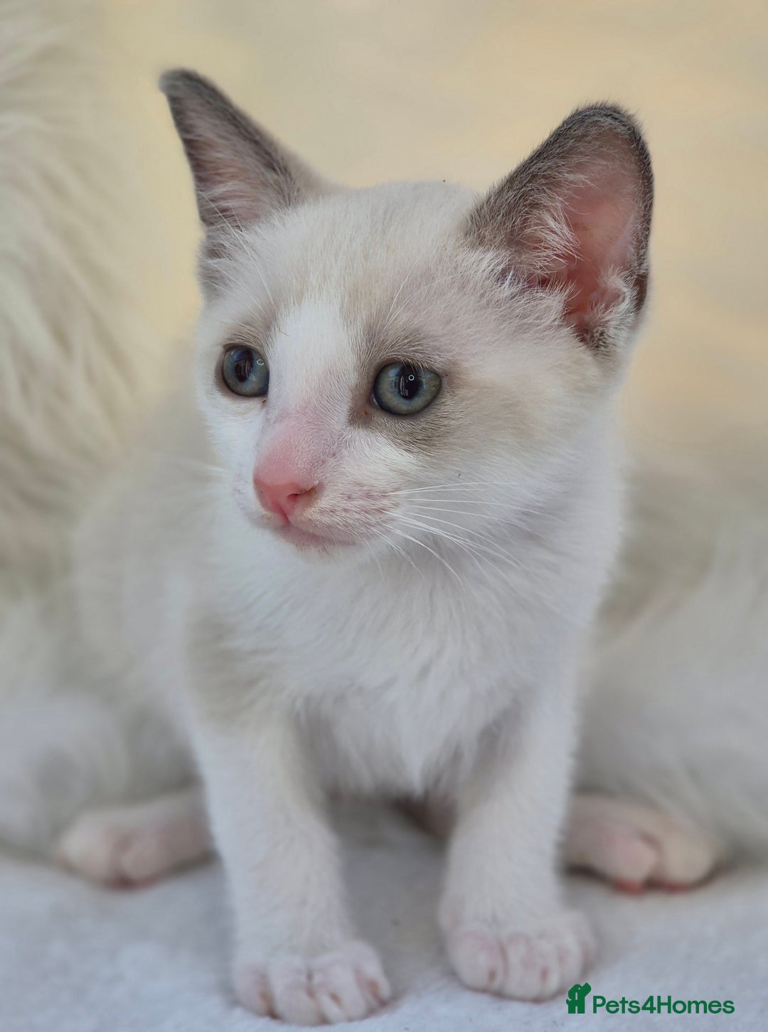 Snowshoe cats for sale: Stunning pedigree blue point Snowshoe kittens  - Image 15