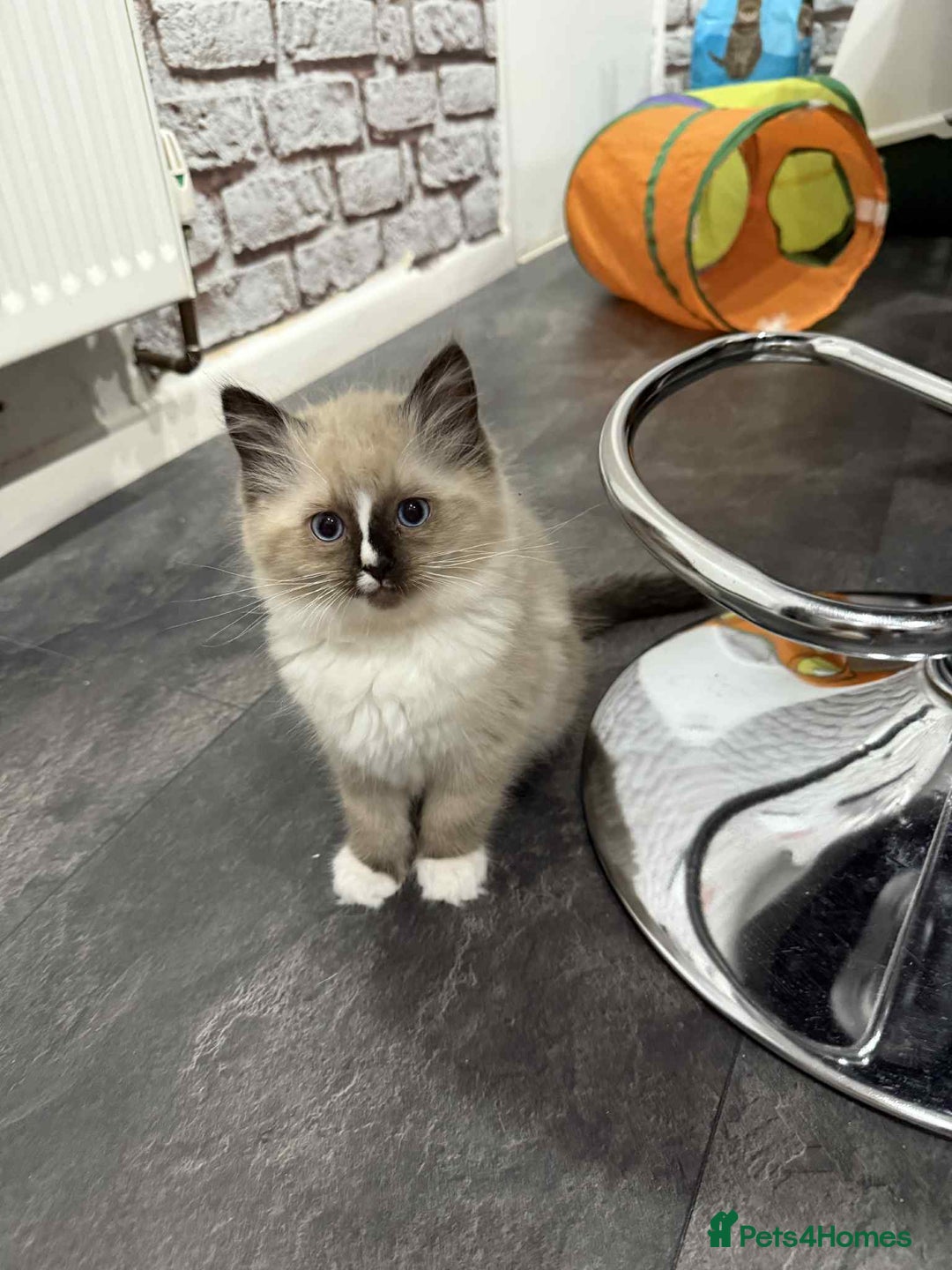 Ragdoll cats for sale: Ragdoll Kittens - Image 4