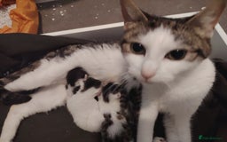 British Shorthair cats for sale: Kittens  - Image 2