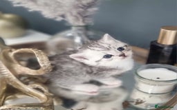 British Shorthair cats for sale: Blue eyed Silver tabby shaded BSH x Russian blue  - Image 27