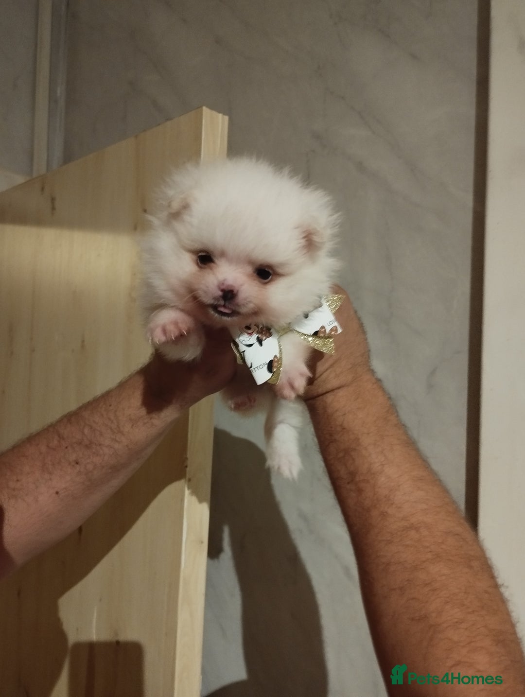 Pomeranian dogs for sale: 💝💝💝High-quality little boys💝💝💝 - Image 21