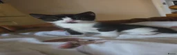 Domestic Shorthair cats for sale: Fluffy kittens - Advert 39