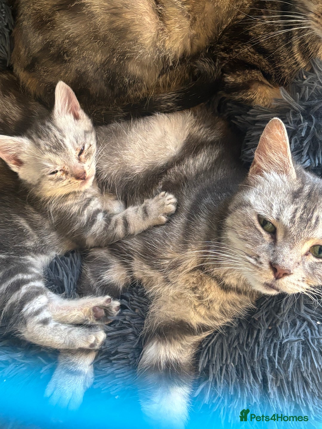 Bengal cats for sale: Silver bengal kitten (ready to go) - Image 2