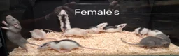 Rat rodents for sale: Baby Dumbo Rat's available, Males & Females  - Advert 7