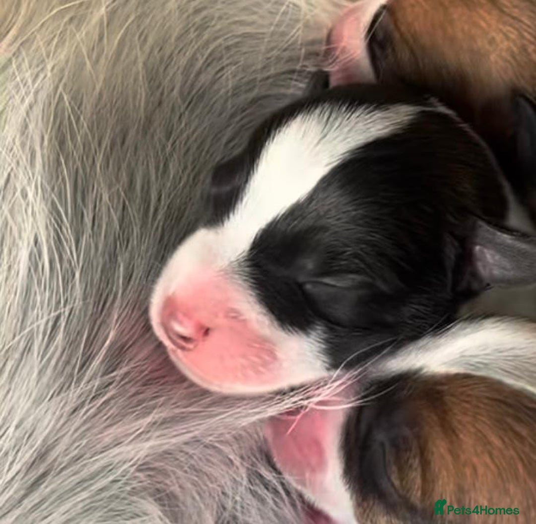 Jack Russell dogs for sale: Jack Russell Puppies - Image 15