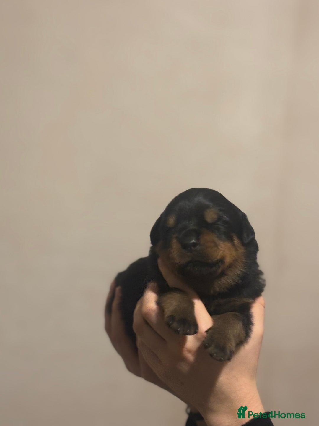Rottweiler dogs for sale: Rottweiler puppies - Image 8
