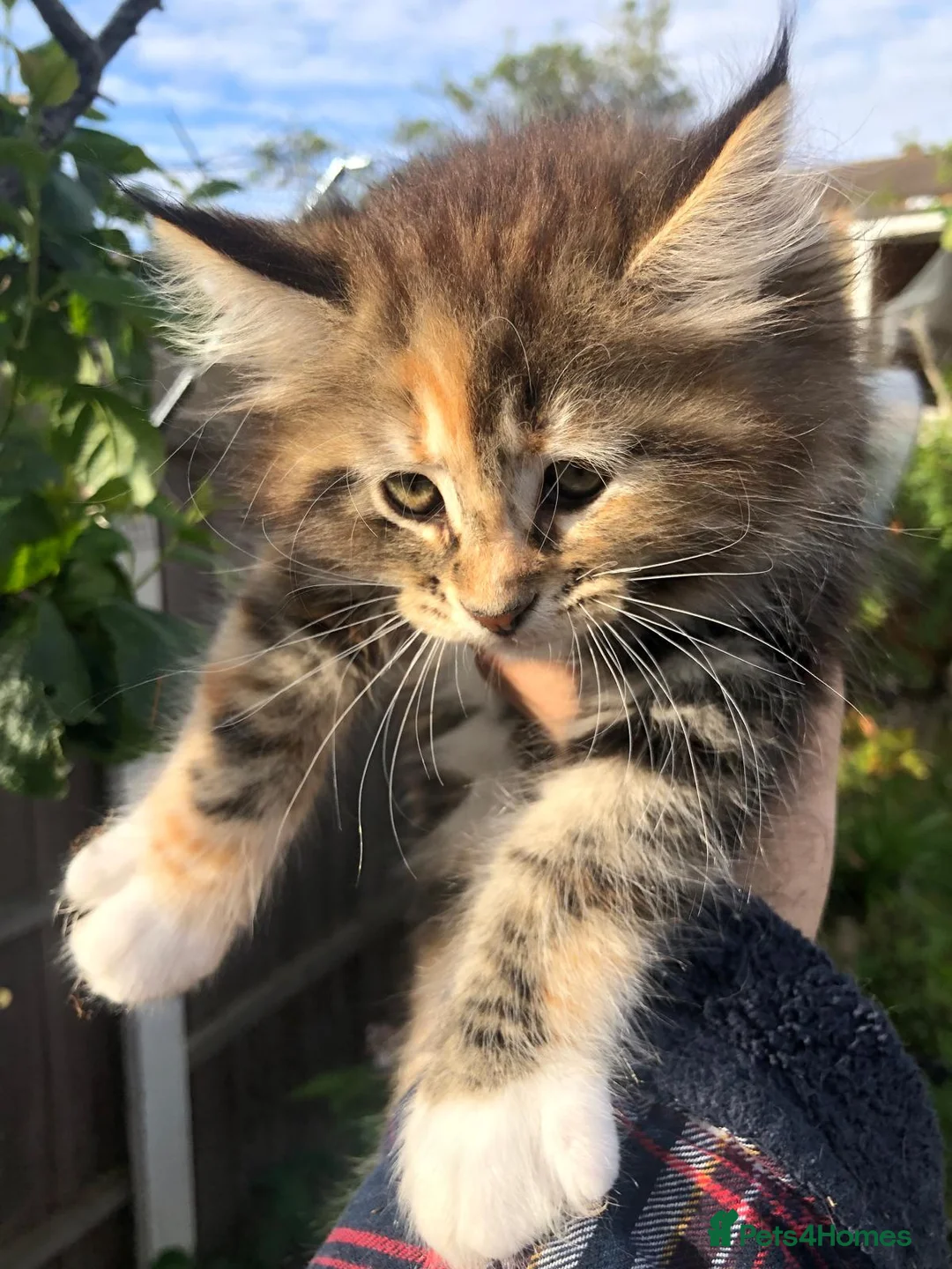 Maine Coon cats for sale: Stunning Maine Coon kittens ready for a new home. - Advert 26