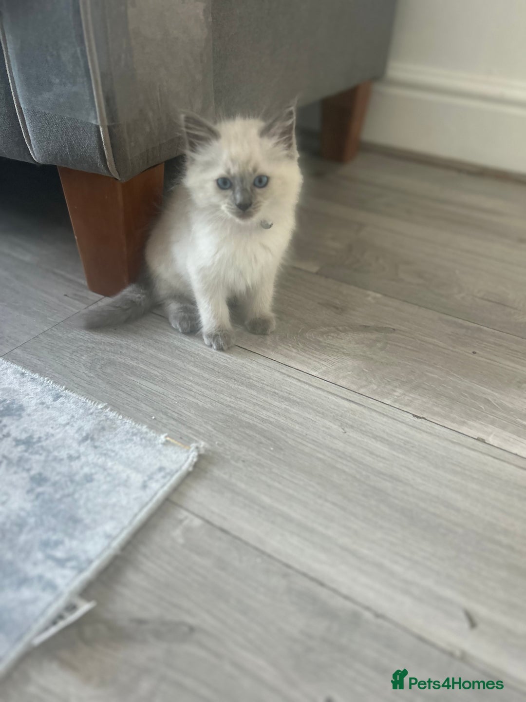 Ragdoll cats for sale: One girl left. Beautiful ragdoll kittens - Image 7