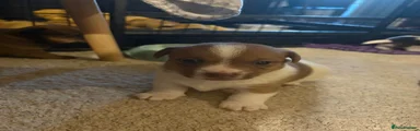 Jackapoo Puppy 1