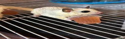 Sugar Glider rodents for sale: Male sugar glider - Advert 2