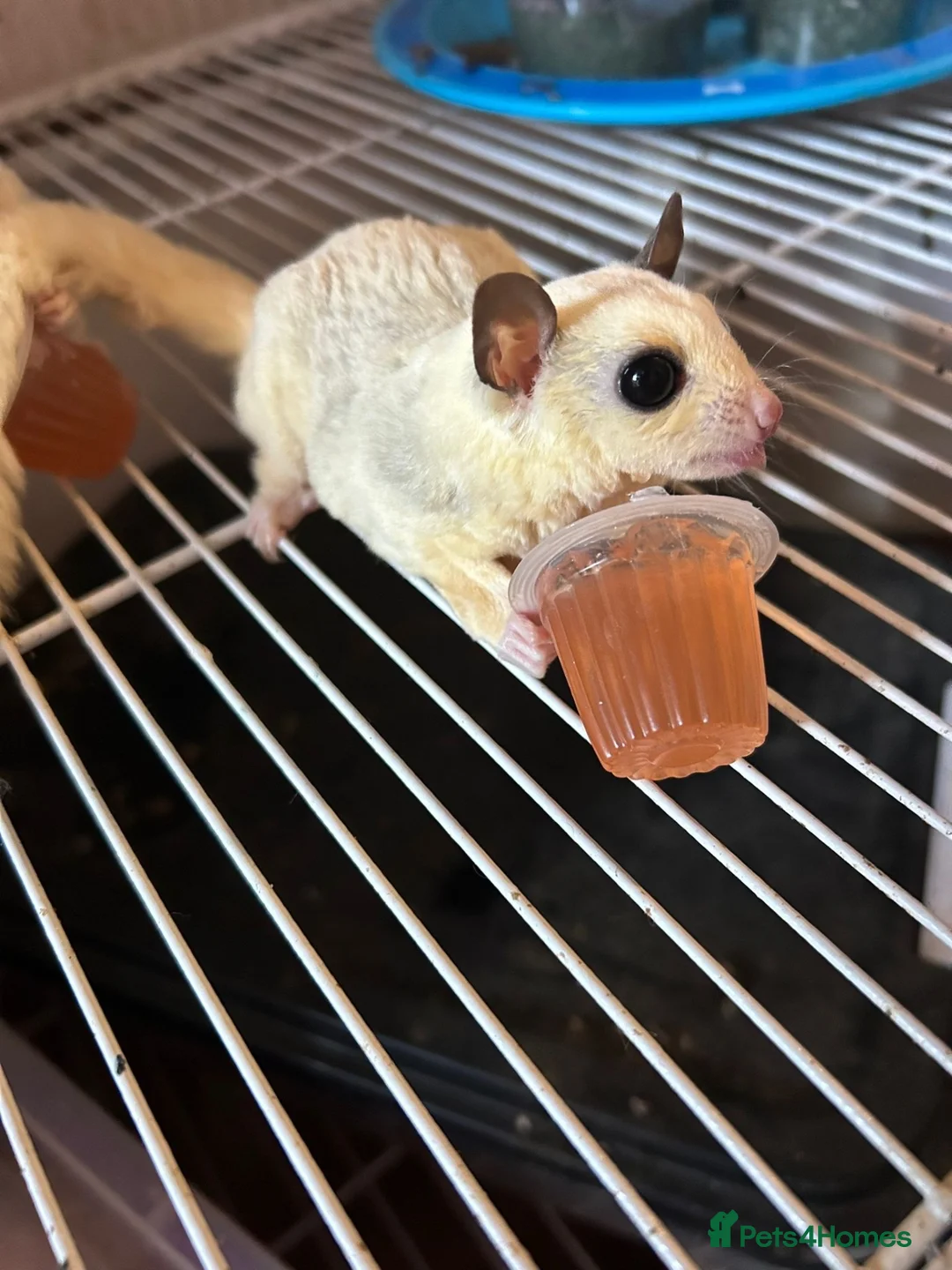 Sugar Glider rodents for sale: Male sugar glider - Advert 2