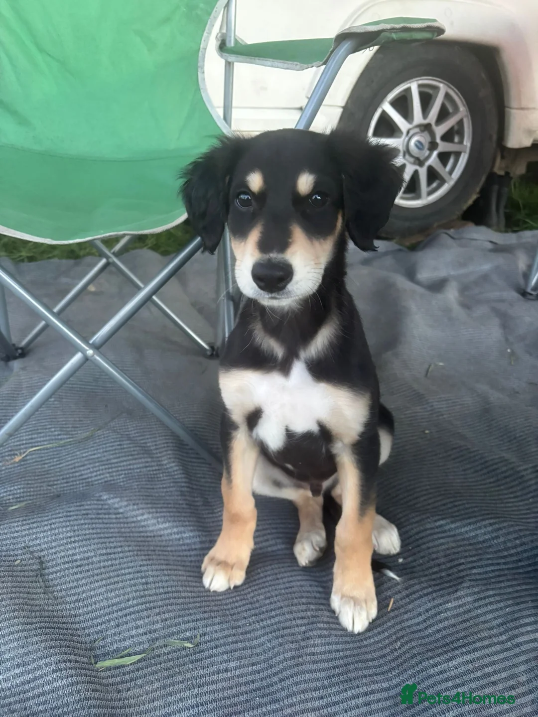 Lurcher dogs for sale: 9week old lurcher pup - Advert 1