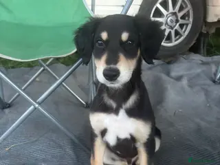 Lurcher dogs 9week old lurcher pup - Advert 4