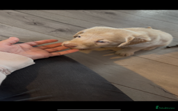 Labradoodle dogs for sale: Health tested f1 labradoodles last boy left  in Cambridge - Image 1