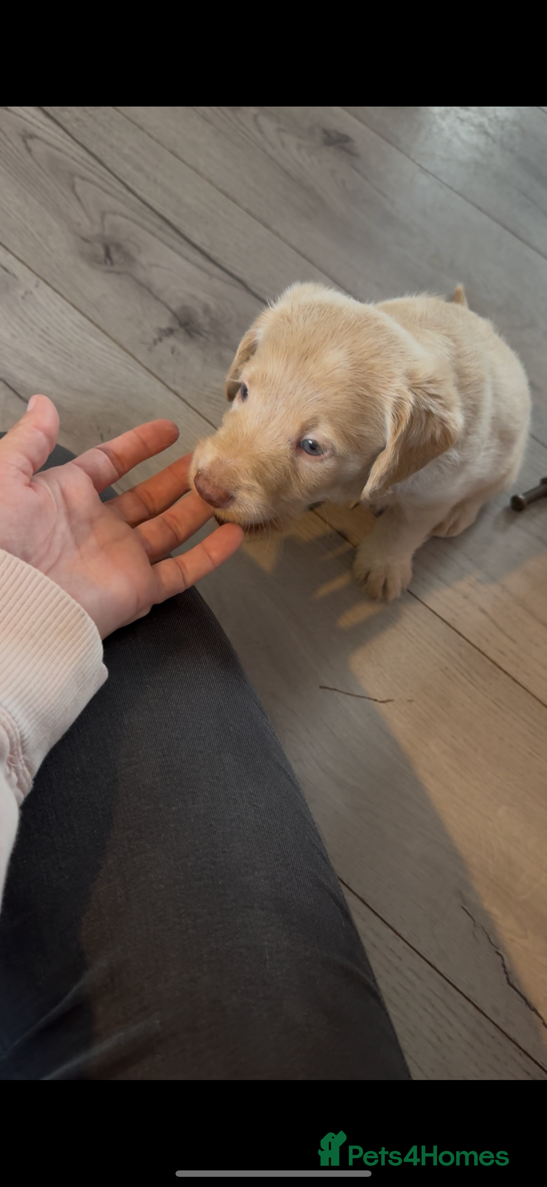 Labradoodle dogs for sale: Health tested f1 labradoodles last boy left  in Cambridge - Image 1