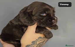 Cocker Spaniel dogs for sale: Exceptional Pedigree Kc Champion Show Cockers - Image 19