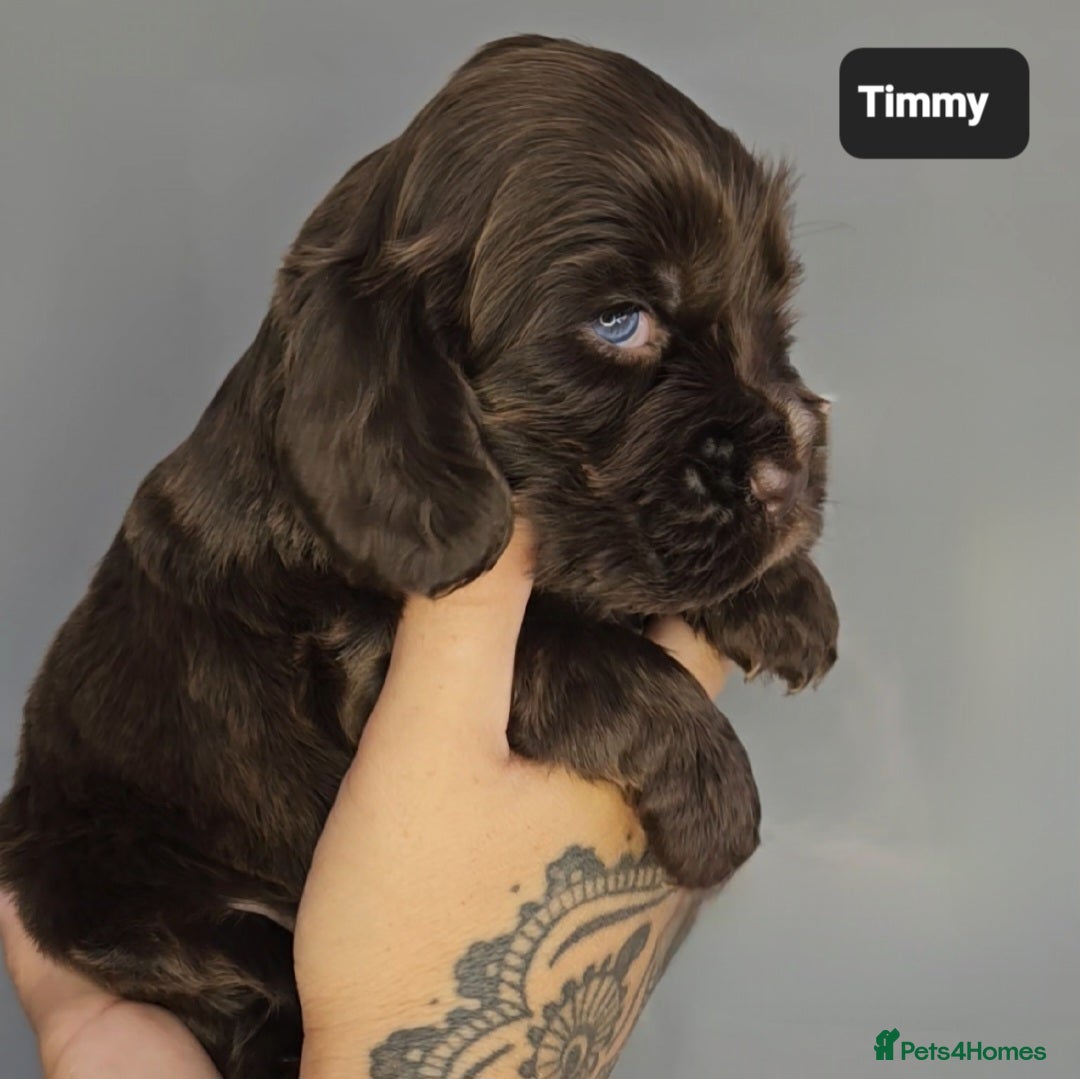 Cocker Spaniel dogs for sale: Exceptional Pedigree Kc Champion Show Cockers - Image 19