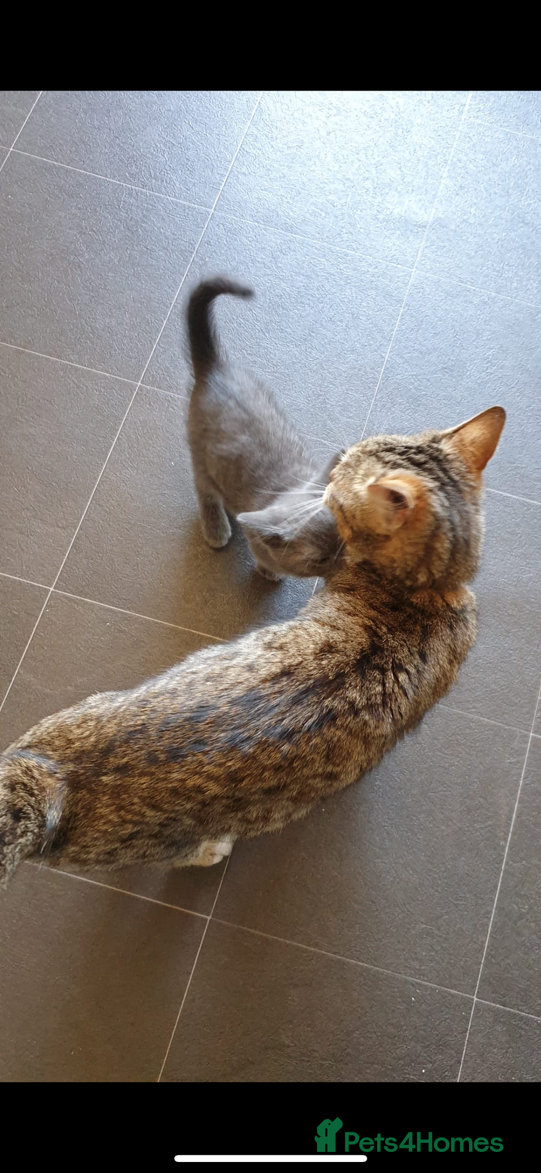 Mixed Breed cats for sale: Beautiful grey kitten  - Image 5