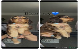 Cocker Spaniel dogs for sale: 7 beautiful chocolate sable cocker spaniels - Image 1