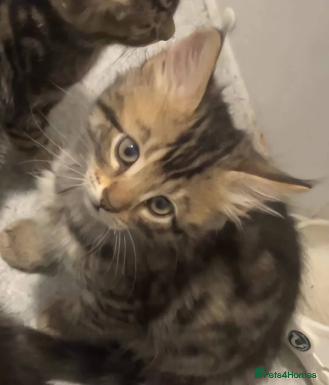 Mixed Breed cats for sale: Mixed cat in London - Advert 1