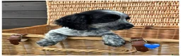 Cocker Spaniel dogs for sale: Pure Breed Cocker Spaniel Puppies For Sale - Advert 14