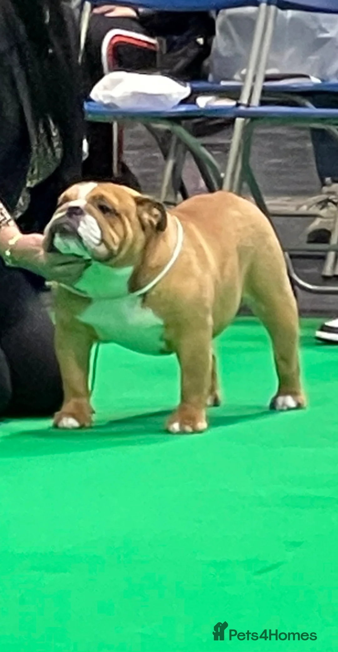 English Bulldog dogs for stud: TRUE TO TYPE - STANDARD - At Stud  in Ilkeston - Advert 4
