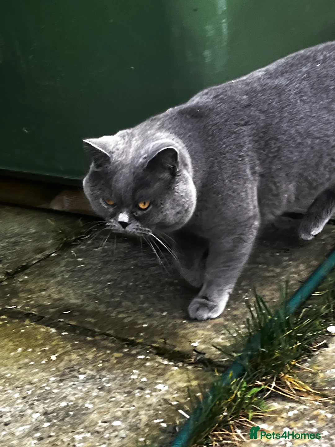 Brazilian Shorthair cats for stud: GCCF active boy for stud only £ **  - Advert 8