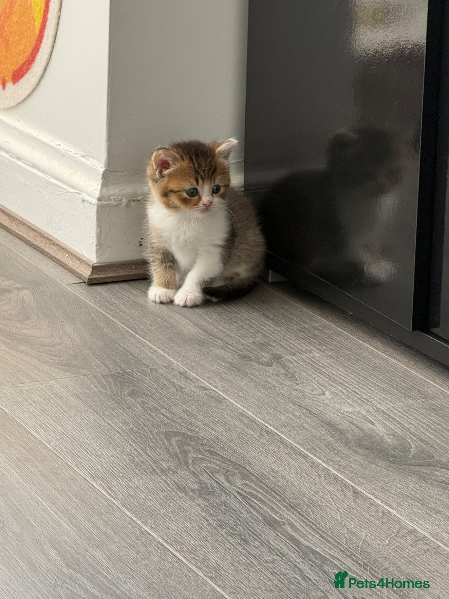 British Shorthair cats for sale: British Shorthair kittens - Advert 15