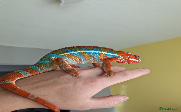 Chameleon reptiles - Advert 2