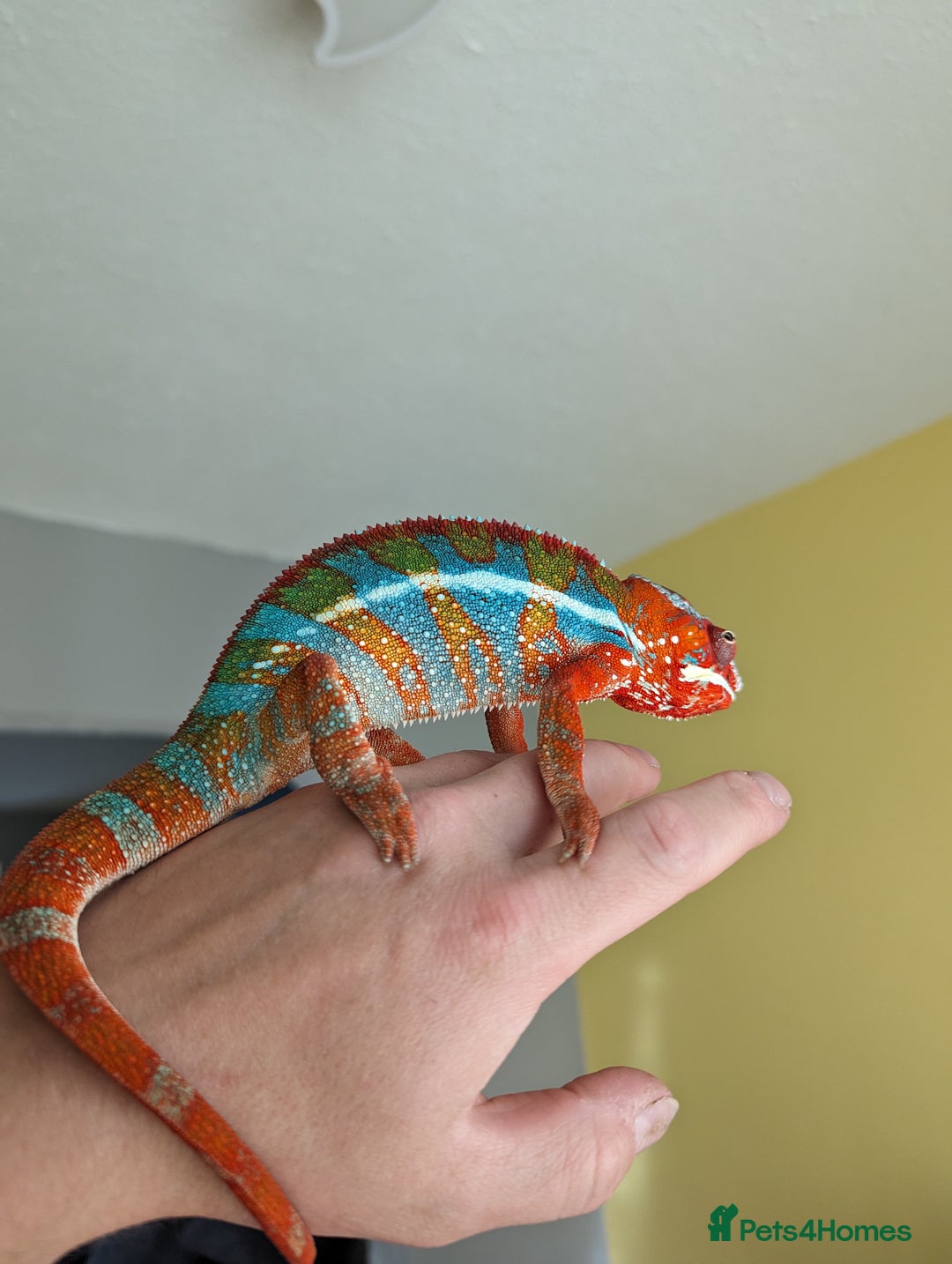 Chameleon reptiles for sale: Stuning bluebar ambilobe chameleons male female - Image 1