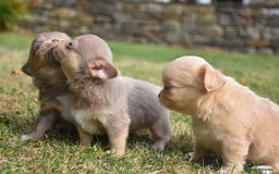 Chihuahua dogs for sale: ⭐️Gorgeous Long haired Lilac and Tan Chihuahuas ⭐️ - Image 8