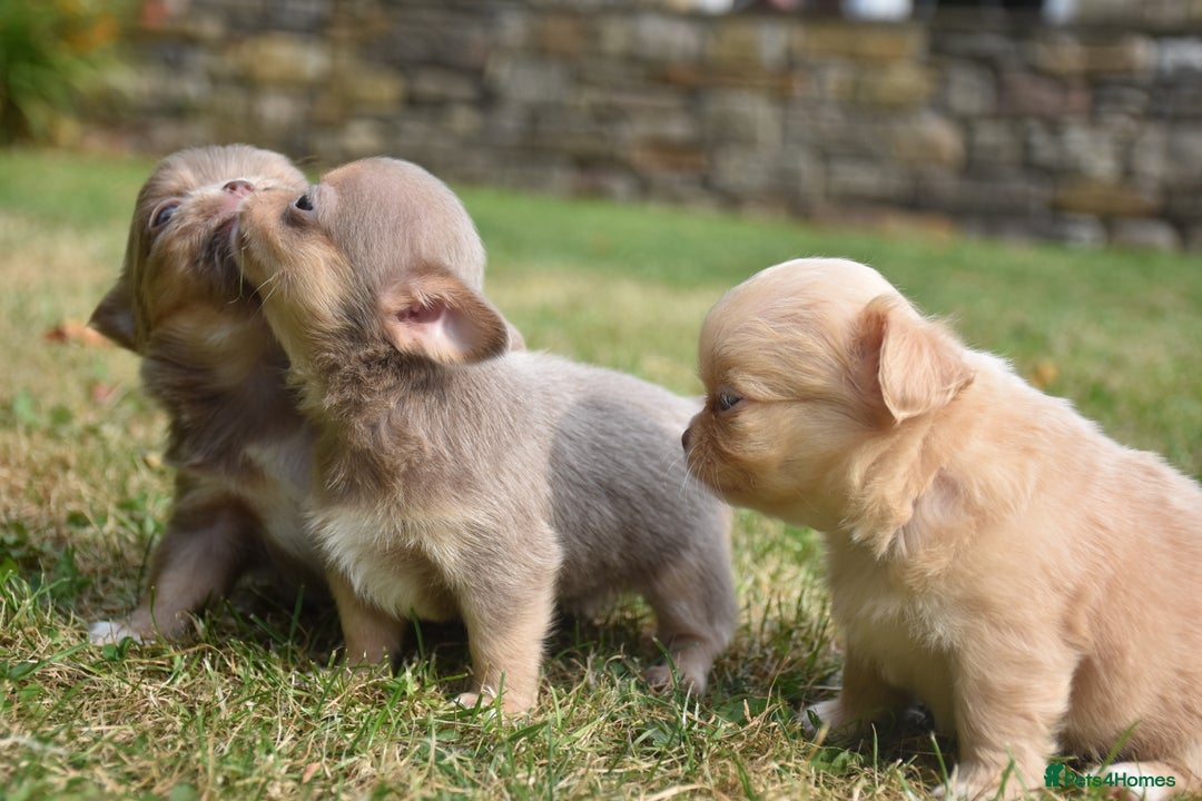 Chihuahua dogs for sale: ⭐️Gorgeous Long haired Lilac and Tan Chihuahuas ⭐️ - Image 8