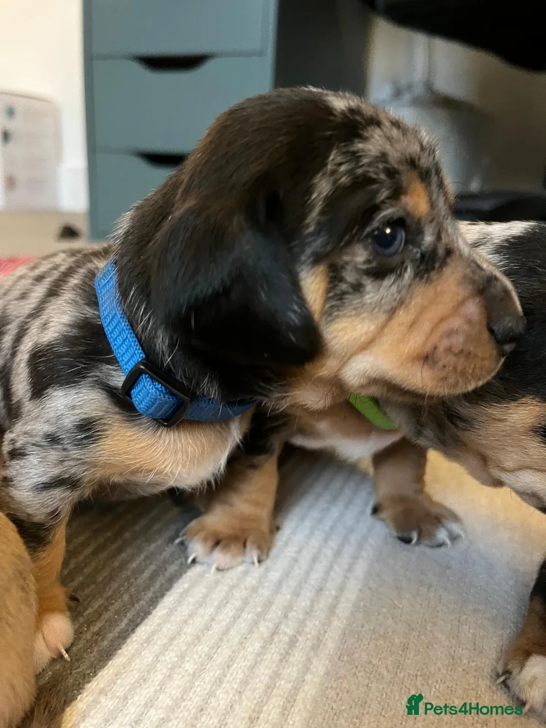 Jackshund dogs for sale: A stunning Jack Russell Terrier and Dachshund mix. - Advert 11