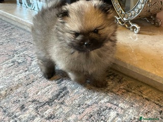 Pomeranian dogs 💕 Ready now! 1 KC Teddy Bear girl left 💕 - Advert 10