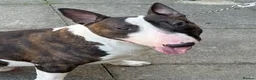 English Bull Terrier dogs for stud: Handsome English bull terrier CRUFTS QUALIFIER - Advert 11