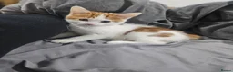 Mixed Breed cats for sale: Female kitten - Advert 5