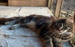Maine Coon cats for sale: Maine coon kittens for sale - Image 2