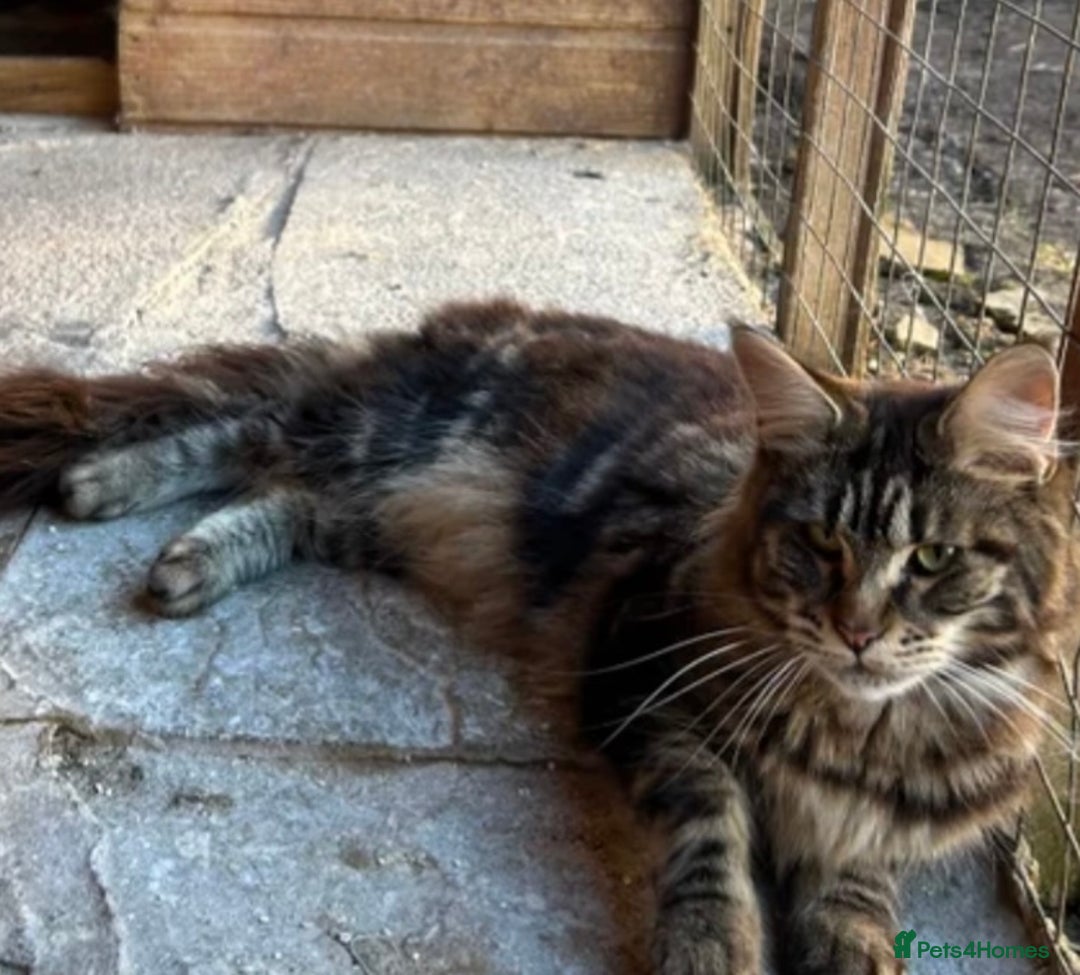 Maine Coon cats for sale: Maine coon kittens for sale - Image 2