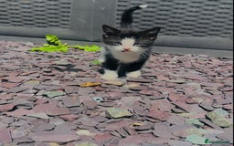 Domestic Shorthair cats for sale:  Domestic shorthair  - Image 1