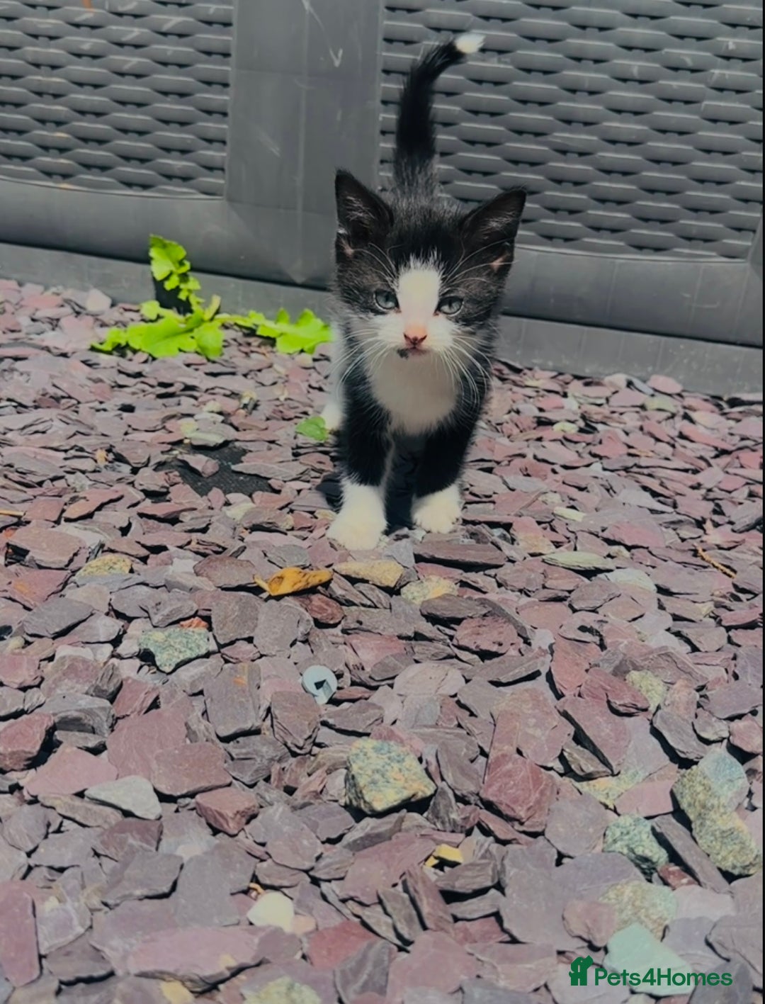 Domestic Shorthair cats for sale:  Domestic shorthair  - Image 1