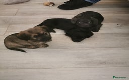 Mixed Breed dogs for sale: Little bundles of schweenie love!  - Image 39