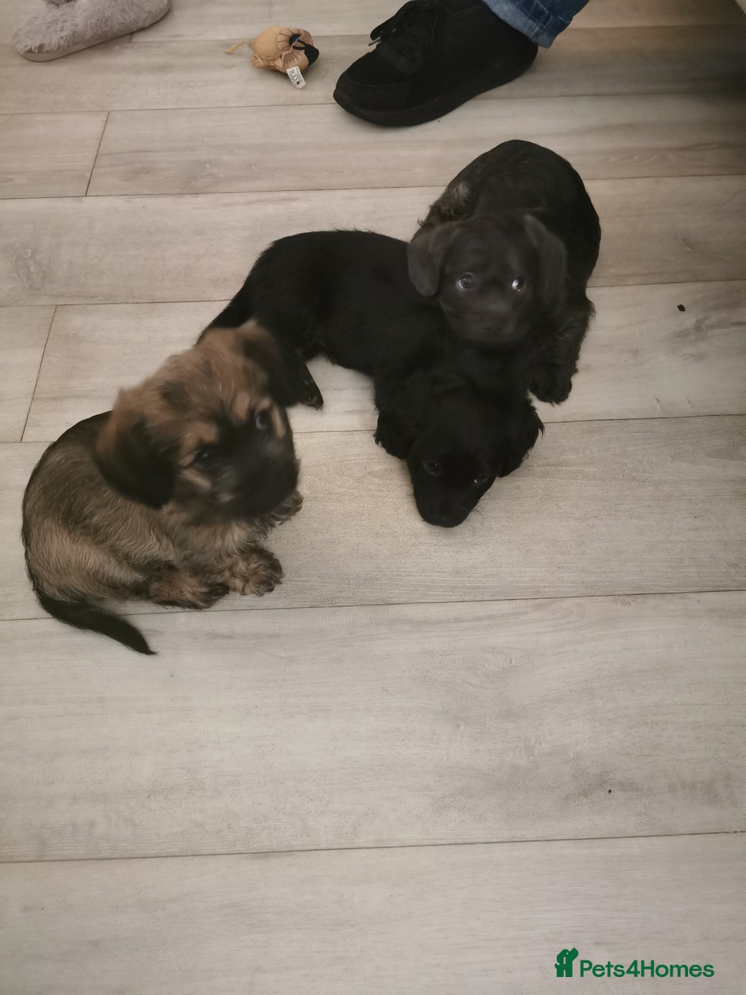 Mixed Breed dogs for sale: Little bundles of schweenie love!  - Image 39