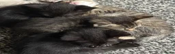 Mixed Breed cats for sale: Tabby kittens for sale - B31 - Advert 9