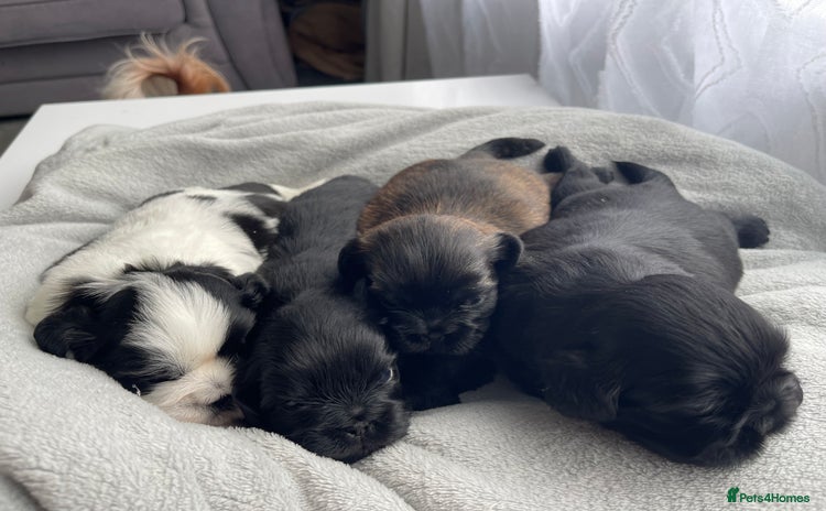 Shih Tzu dogs - Advert 3