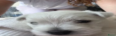 West Highland Terrier 1